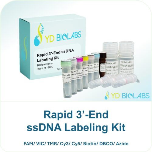 Rapid 3’-End ssDNA Labeling Kit