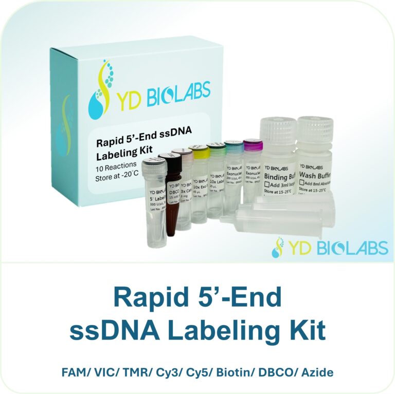Rapid 5’-End ssDNA Labeling Kit