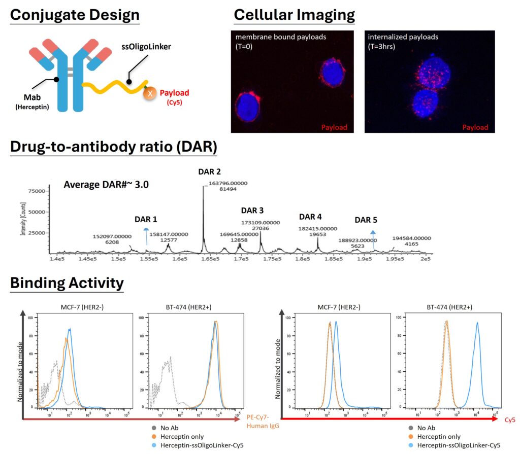 Antibody-Oligonucleotide Conjugate (AOC)