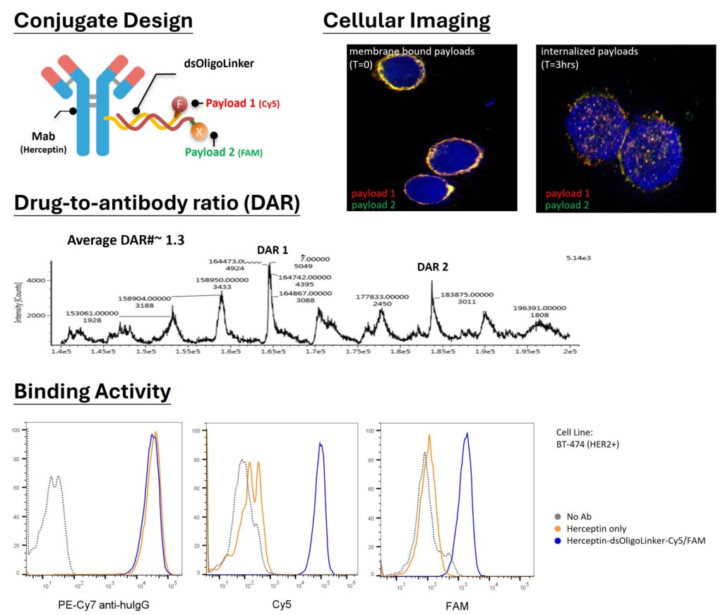 Herceptin–dsOligoLinker–Cy5/FAM Dual-Labeled Conjugate