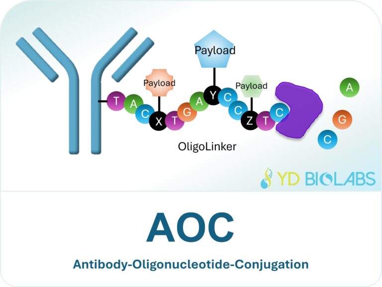 Antibody-Oligonucleotide-Conjugation Platform