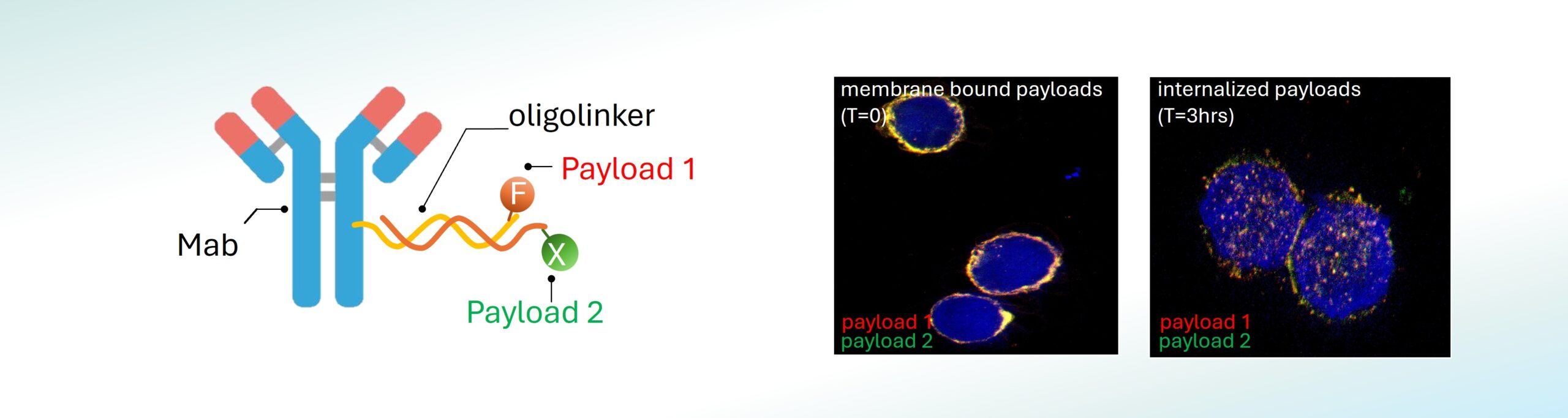 Antibody-Oligonucleotide Conjugate (AOC) Platform