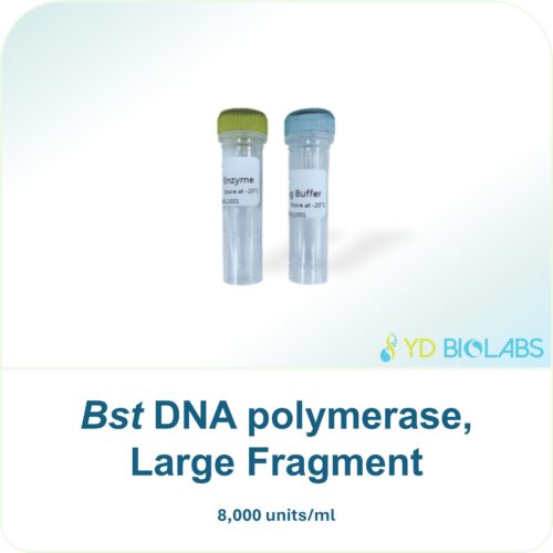 Bst DNA polymerase, Large Fragment