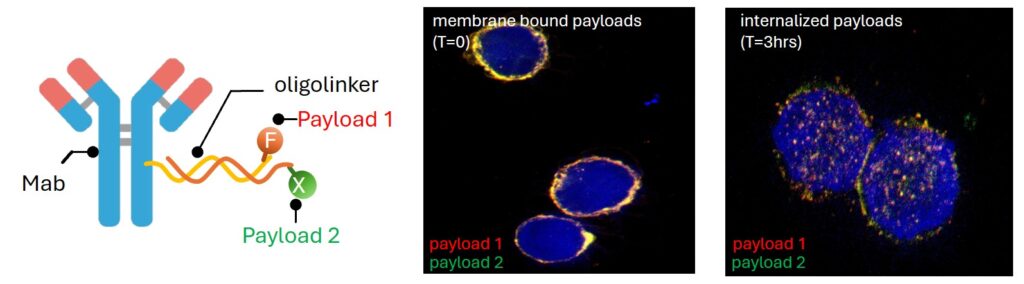 Antibody-Conjugated Oligonucleotides for Targeted Delivery (AOC)