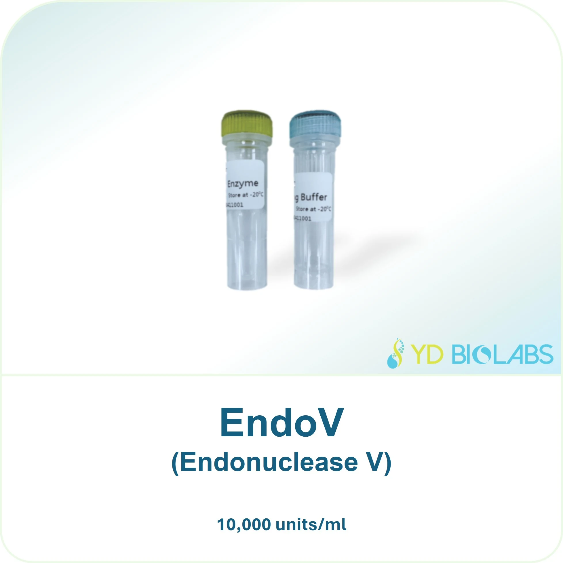 EndoV (Endonuclease V)