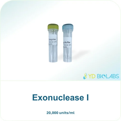 Exonuclease I