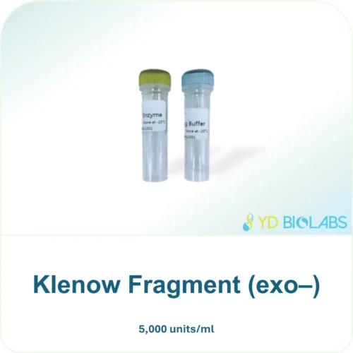 Klenow Fragment (exo–)