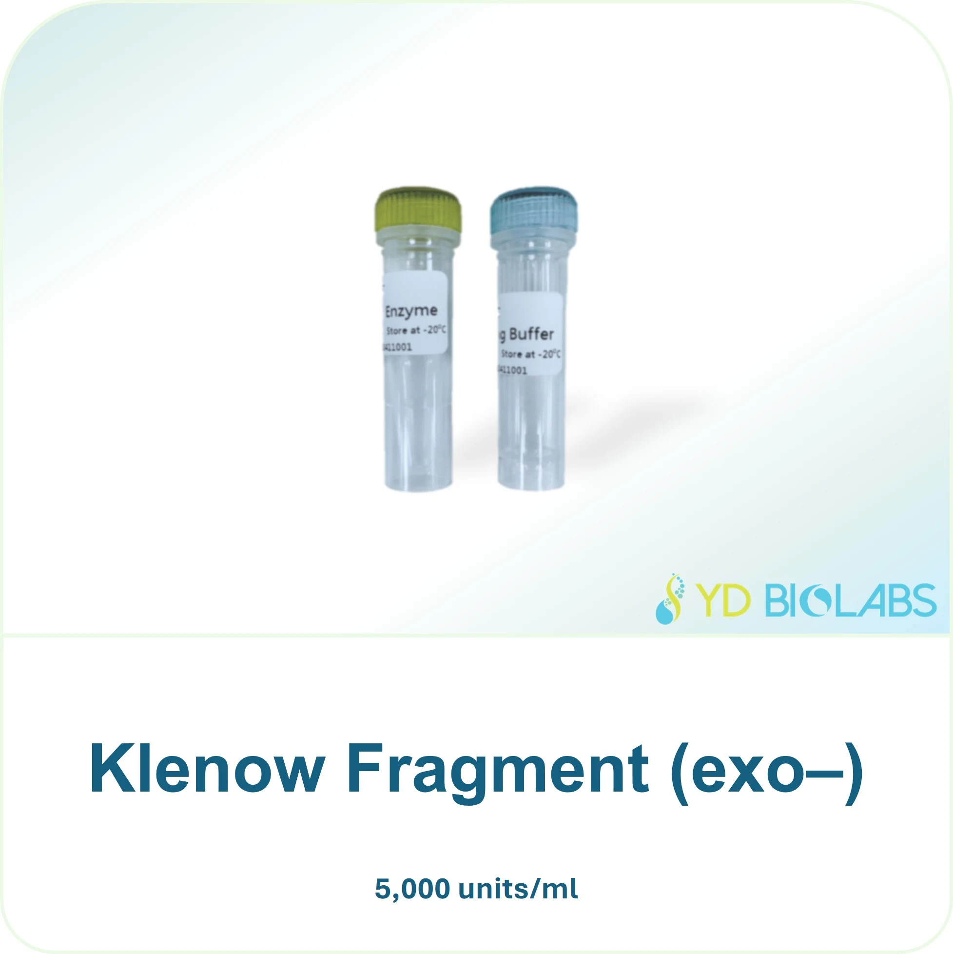 Klenow Fragment (exo–)