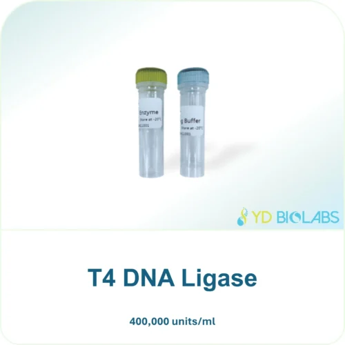T4 DNA Ligase