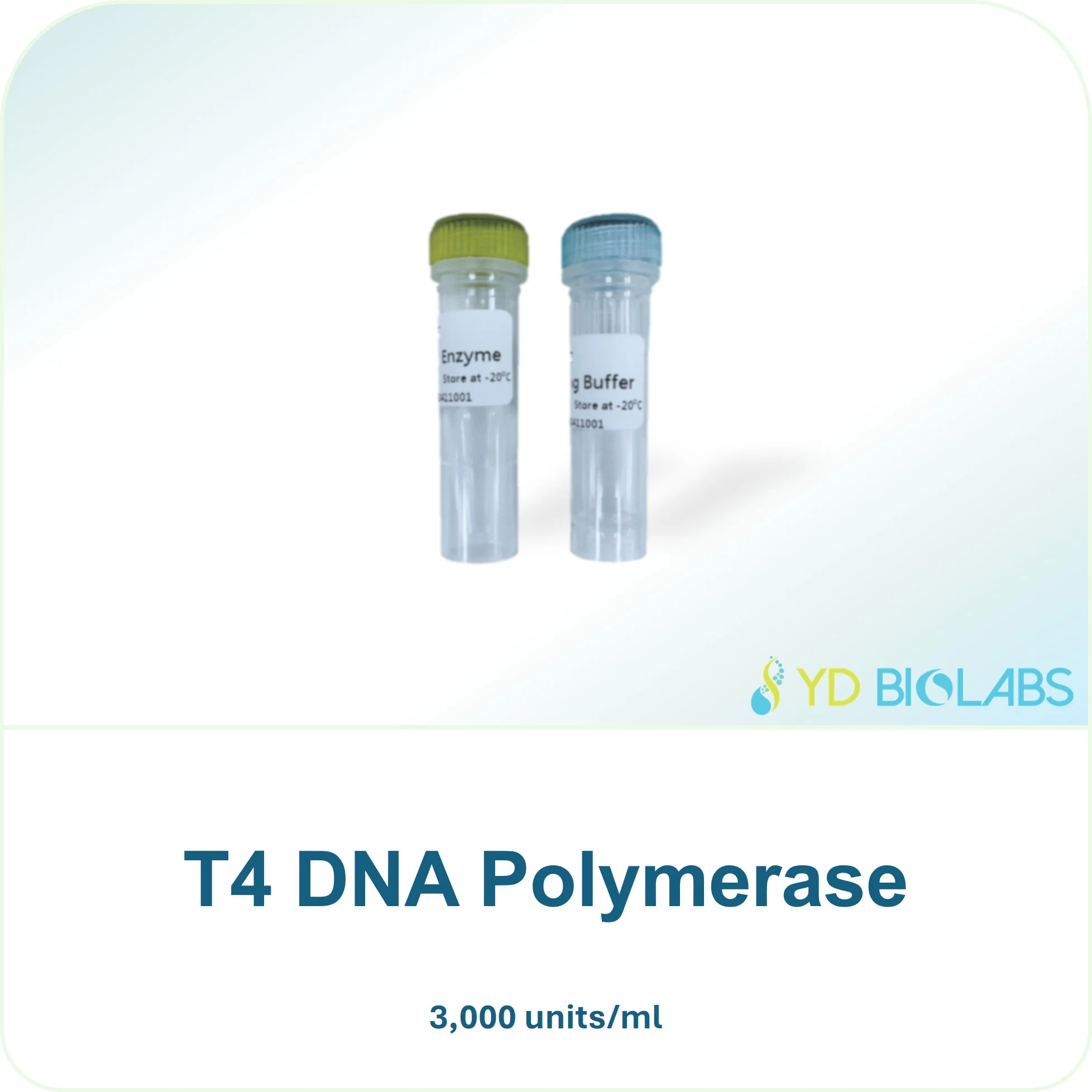 T4 DNA Polymerase