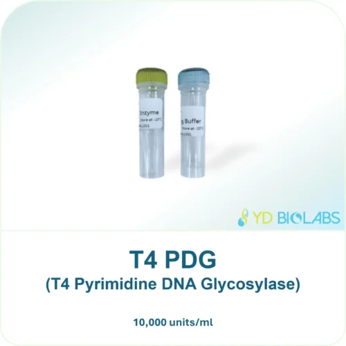 T4 PDG (T4 Pyrimidine DNA Glycosylase)