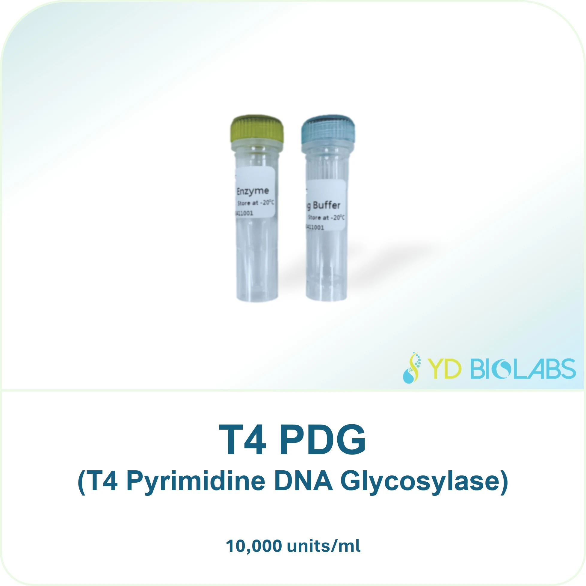T4 PDG (T4 Pyrimidine DNA Glycosylase)