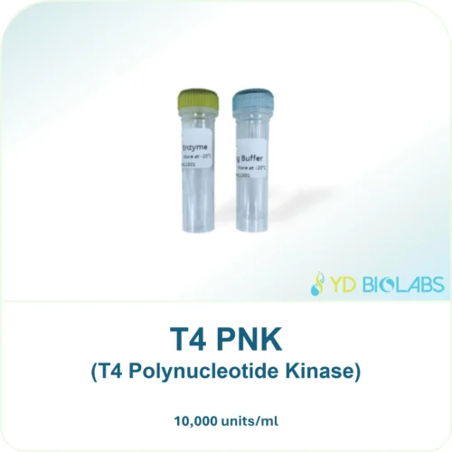 T4 PNK (T4 Polynucleotide Kinase)