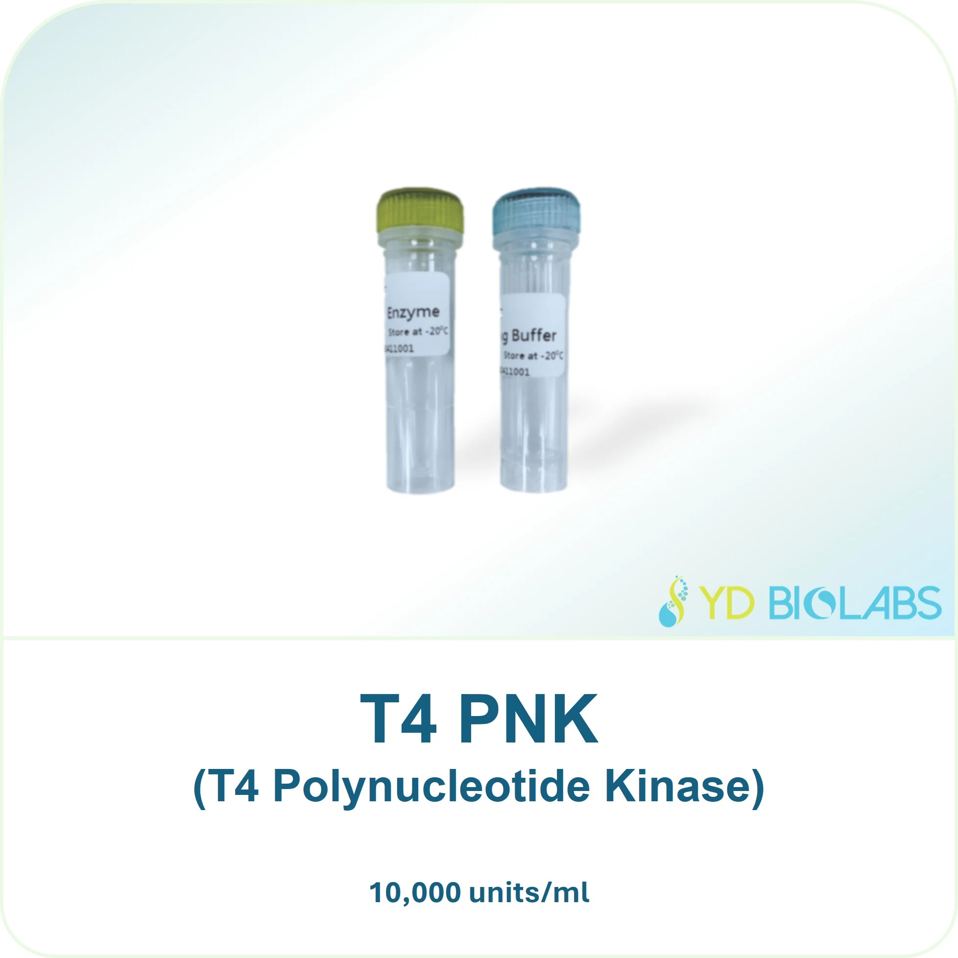 T4 PNK (T4 Polynucleotide Kinase)