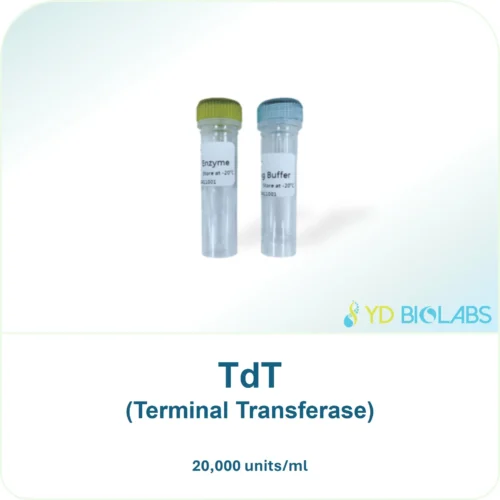TdT (Terminal Transferase)