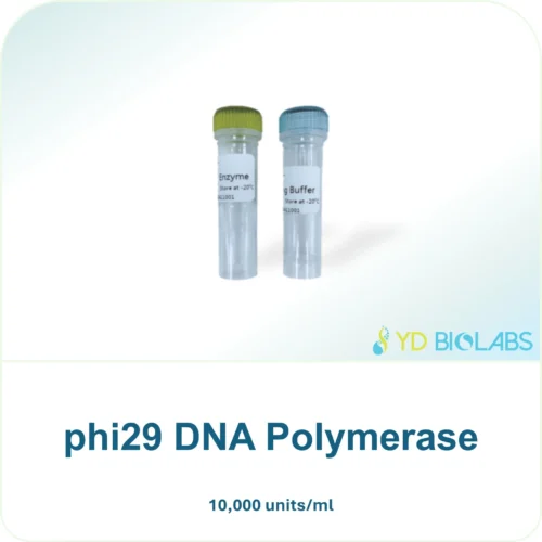 phi29 DNA Polymerase