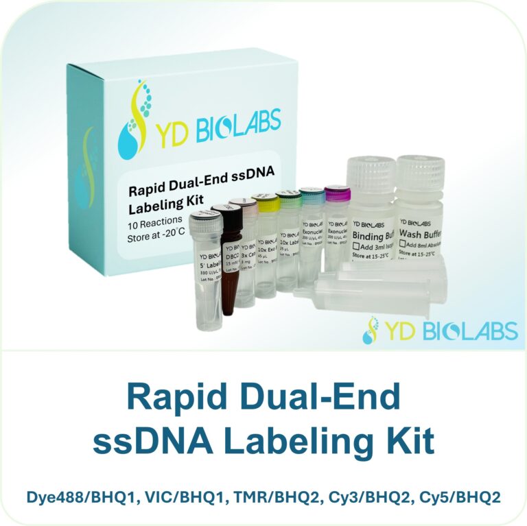Rapid Dual-End ssDNA Labeling Kit