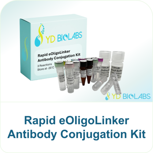 Rapid eOligoLinker Antibody Conjugation Kit Rapid eOligoLinker Antibody Conjugation Kit