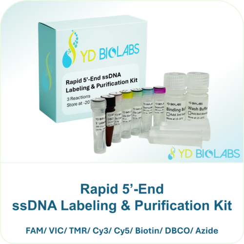 Rapid 5’-End ssDNA Labeling & Purification Kit Rapid 5’-End ssDNA Labeling & Purification Kit