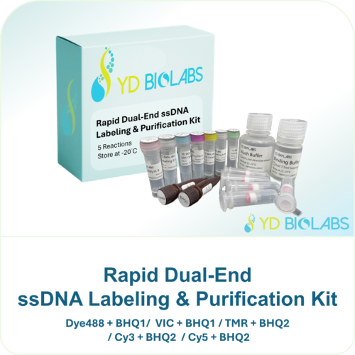 Rapid Dual-End ssDNA Labeling & Purification Kit Rapid Dual-End ssDNA Labeling & Purification Kit
