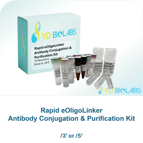 Rapid eOligoLinker Antibody Conjugation & Purification Kit Rapid eOligoLinker Antibody Conjugation & Purification Kit