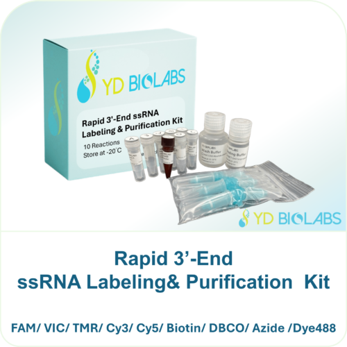 Rapid 3’-End ssRNA Labeling& Purification Kit Rapid 3’-End ssRNA Labeling& Purification Kit